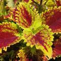 Sementes de Coleus