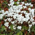 Sementes de Cyclamen