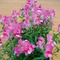 Sementes de Boca de Leão - Antirrhinum.