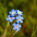 Sementes de Myosotis