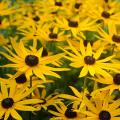 Sementes de Rudbeckia