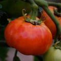 Sementes de tomate de frutos grandes