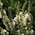 Sementes de Verbascum