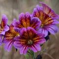 Sementes de Salpiglossis