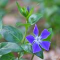 Vinca-maior - Vinca major