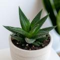 Haworthia - Planta zebra