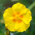 Helianthemum - Erva-das-rochas