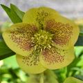 Helleborus - Rosa de Natal amarelos