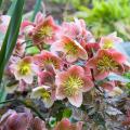 Helleborus - Rosa de Natal cor de rosa