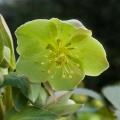 Helleborus - Rosa de Natal verdes
