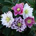 Hellebores de A a Z