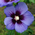 Hibisco azul