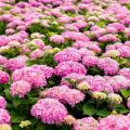 Hortênsias ou Hydrangeas