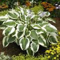 Hostas com folhagem variegada