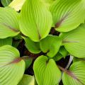 Hostas de folhagem verde