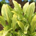 Hostas de A a Z