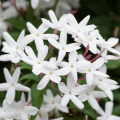 Jasminum officinalis