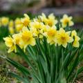 Jonquilhas e narcisos amarelos