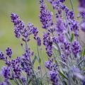 Alfazema-verdadeira - Lavandula angustifolia