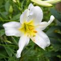 Lírio da Páscoa - Lilium longiflorum