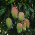 Mangueiras - Mangifera indica