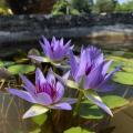 Lírios-de-água zuis