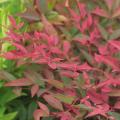 Nandina roxa