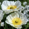 Papoilas de flores brancas