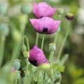 Papoilas de flores rosa ou malva