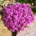 Phlox rastejantes