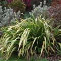 Phormium variegado