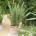 Phormium para vasos