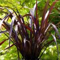 Phormium roxo