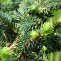 Picea - Espruces