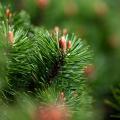 Pinus - Pinheiro