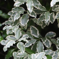 Pittosporum variegado