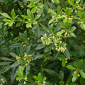Pittosporum perfumado