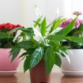 Plantas de interior com flores