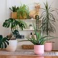 Plantas de interior por variedade