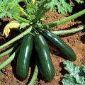 Plantas de Courgettes