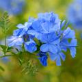 Renda-do-Cabo - Plumbago