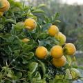 Poncirus - Laranja-amarga
