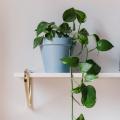 Pothos - Epipremnum