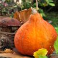 Abóbora Potimarron