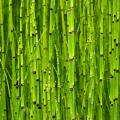 Cavalinha - Equisetum