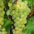 Uvas moscatel