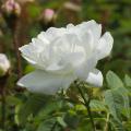 Rosas alba