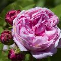 Rosa de Portland