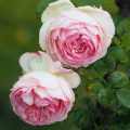 Rosas Pierre de Ronsard