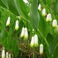 Selo de Salomão - Polygonatum